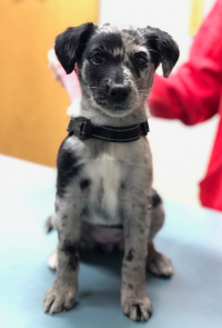 A Black & White Spotted Dog