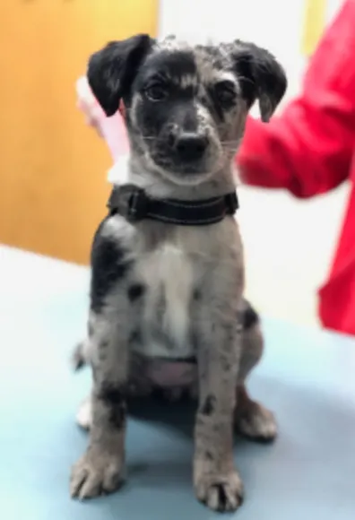 A Black & White Spotted Dog A Black & White Spotted Dog