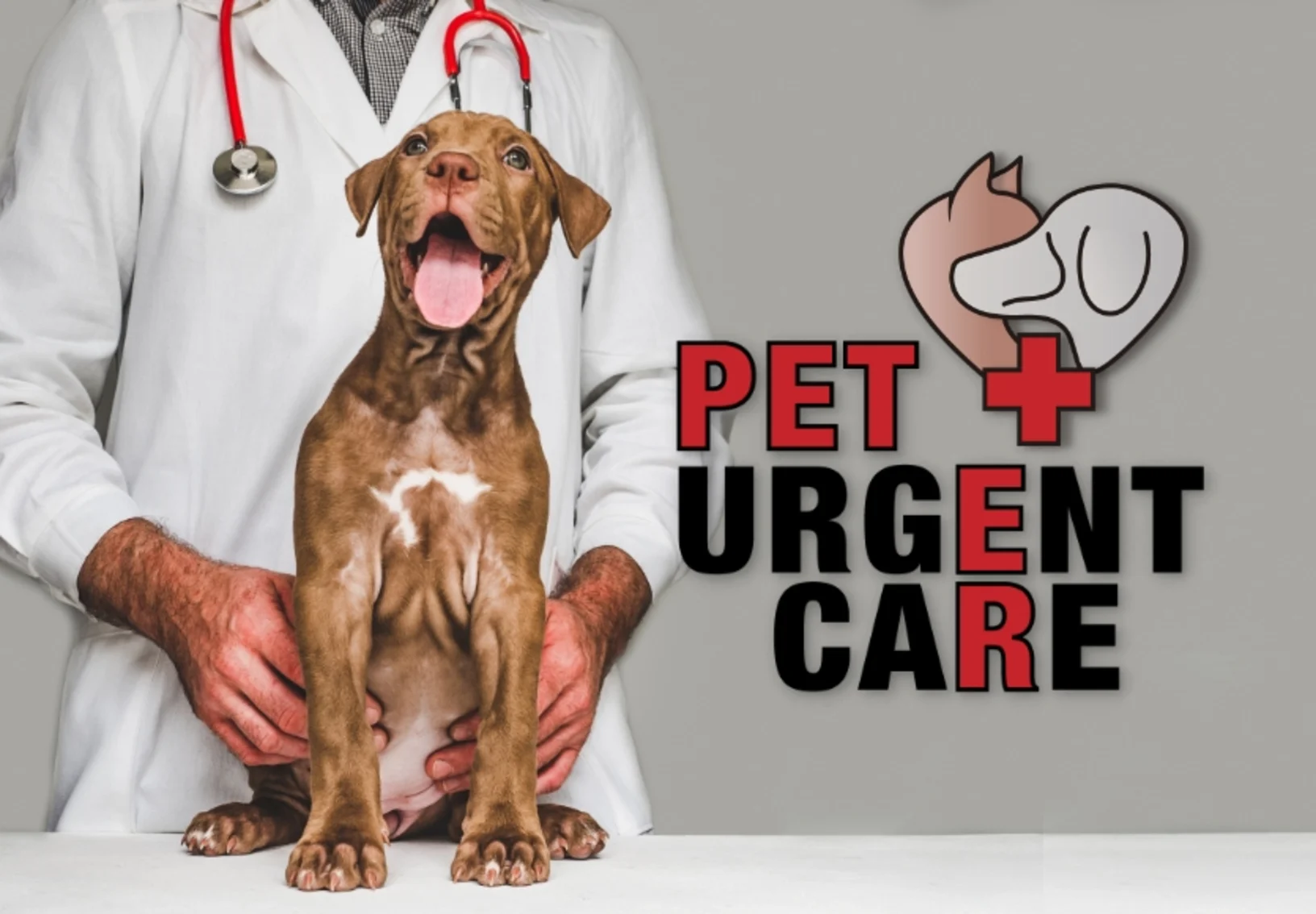 A Veterinarian Holding a Brown Dog on an Exam Table