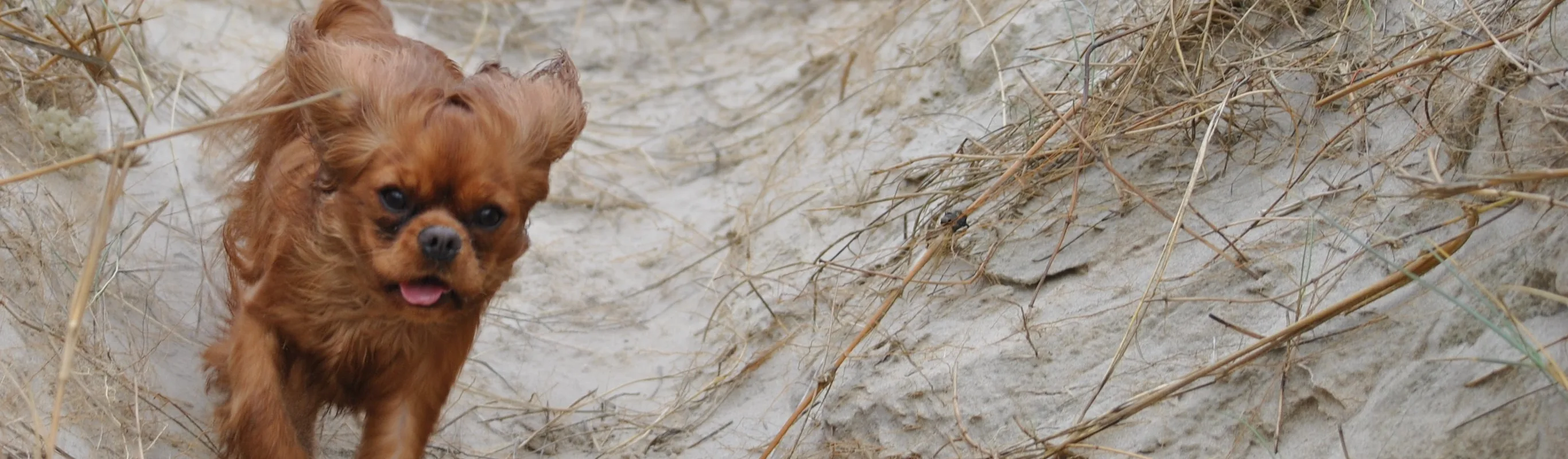 Dog running through sand Dog running through sand