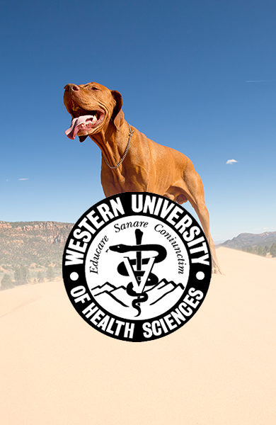 Western University college of vet medicine logo over image of dog in desert sand