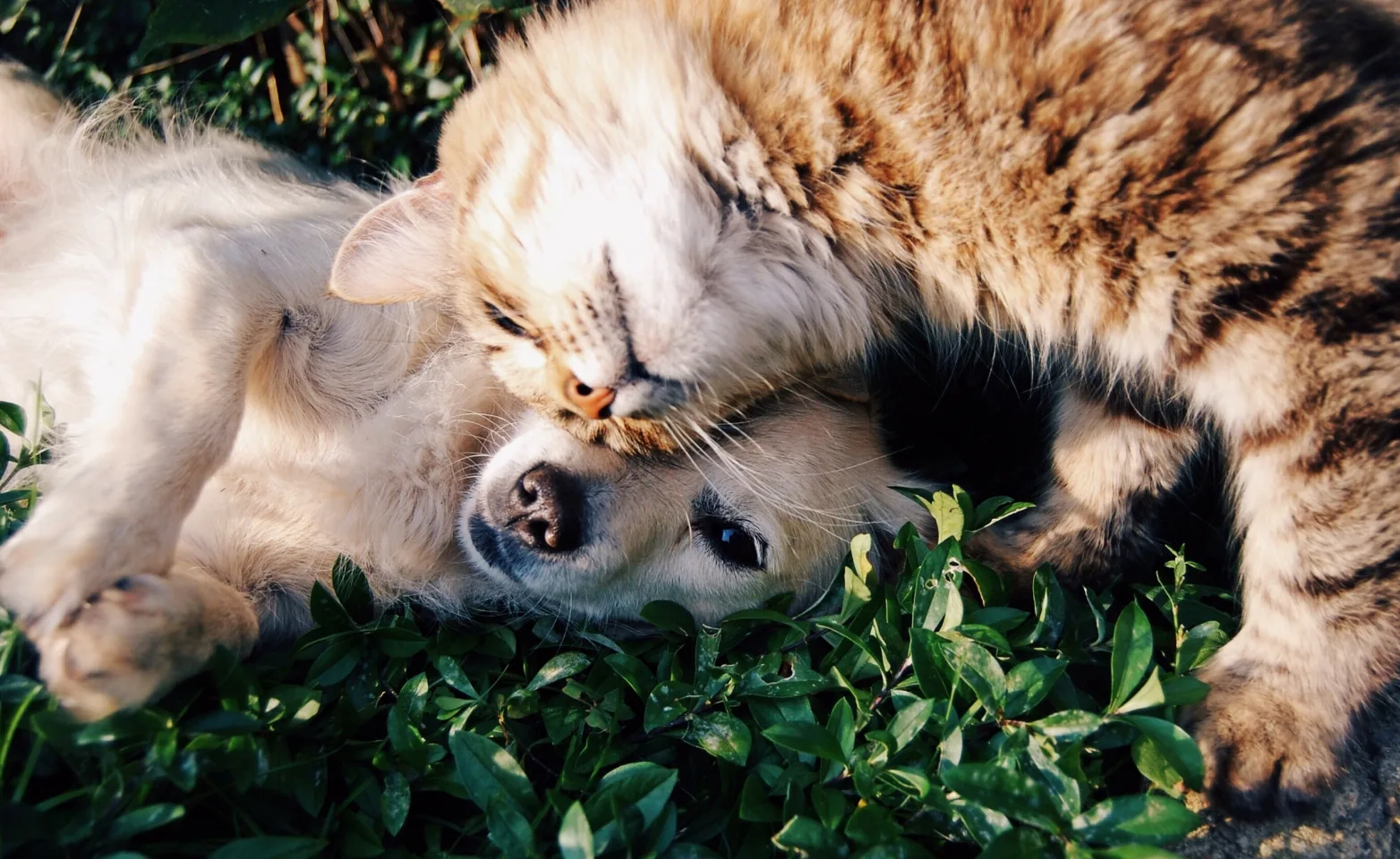 Cat and dog laying on each other on the grass