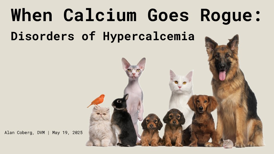 When Calcium Goes Rogue: Disorder of Hypercalcemia
