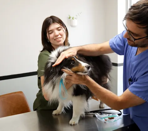 Staff Holding Dog's Face to Check Up on Him Staff Holding Dog's Face to Check Up on Him