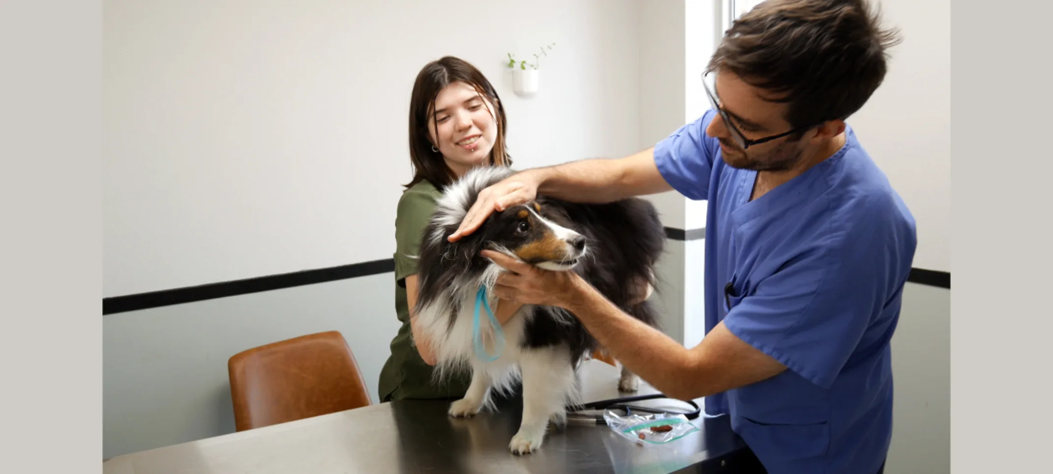 Staff Holding Dog's Face to Check Up on Him