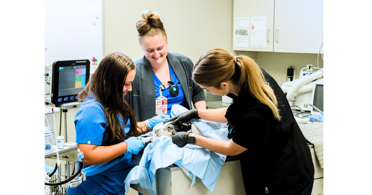 Anesthesia department with staff members working on a pet