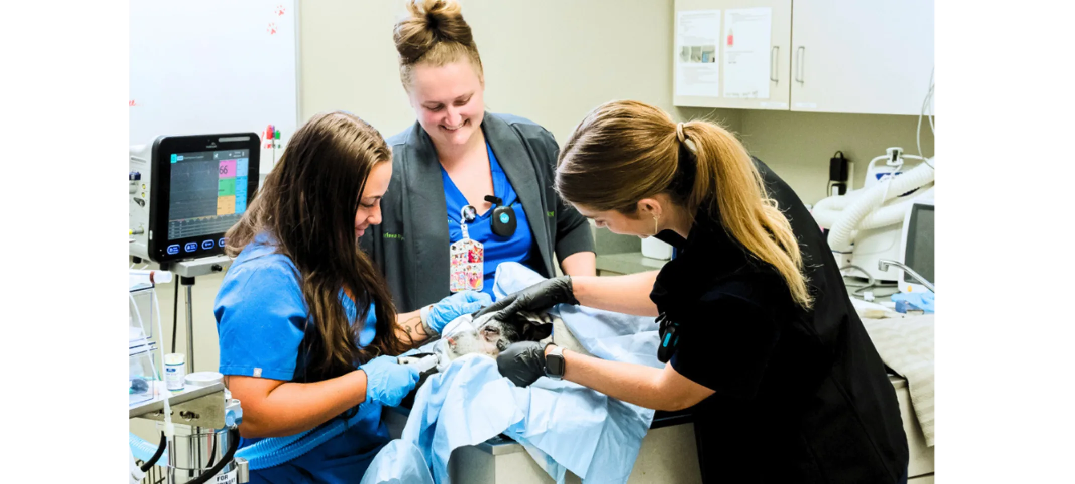 Anesthesia department with staff members working on a pet Anesthesia department with staff members working on a pet