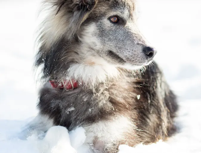 dog laying in snow looking right