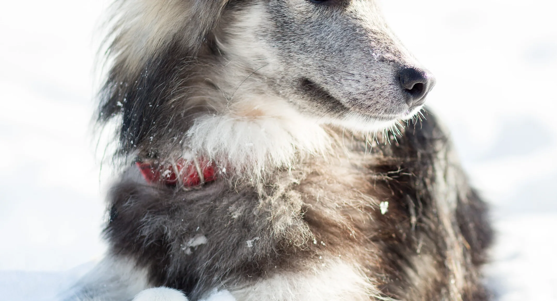 dog laying in snow looking right