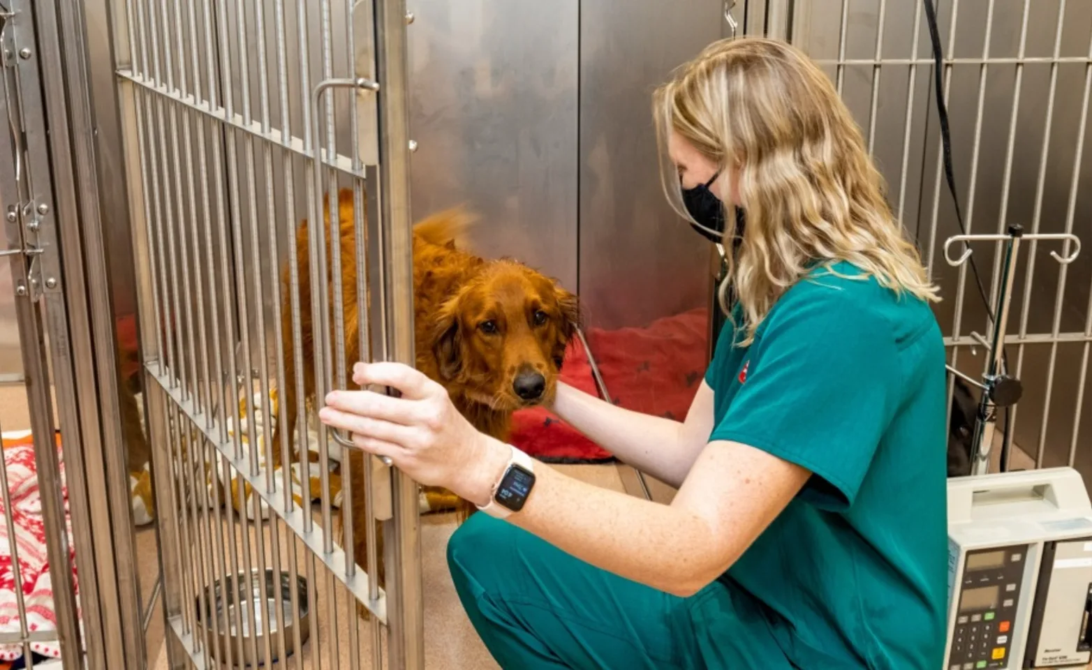A veterinary professional petting a dog in a kennel at Animal Specialty & Emergency Center