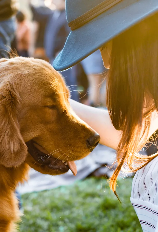 woman petting dog woman petting dog