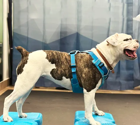 A dog balancing on pedestals A dog balancing on pedestals