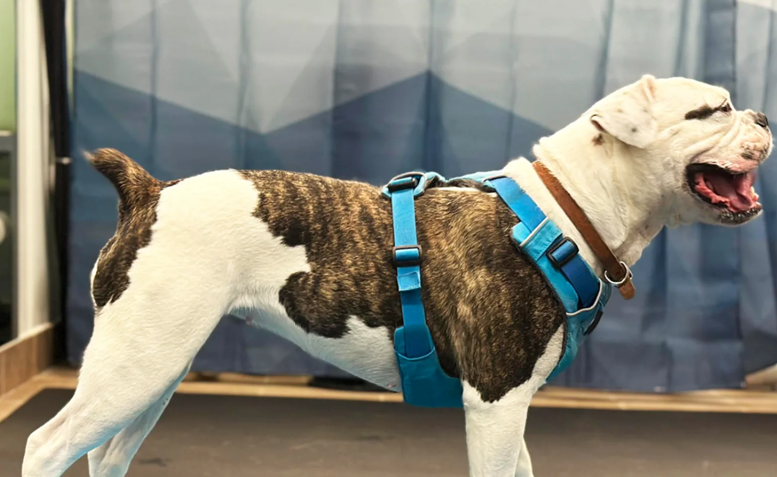 A dog balancing on pedestals A dog balancing on pedestals