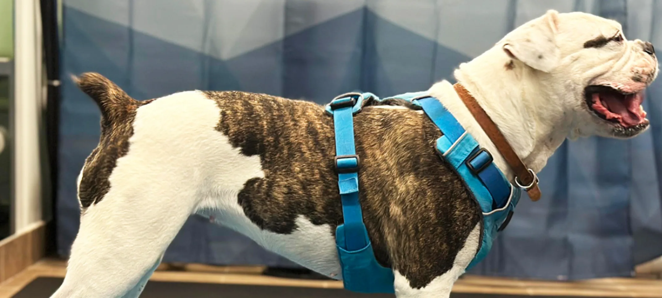 A dog balancing on pedestals A dog balancing on pedestals