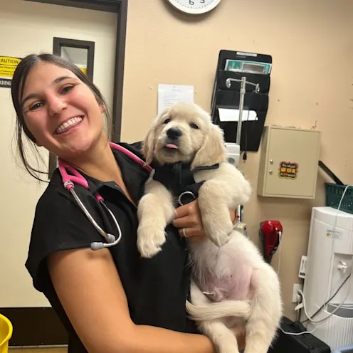 Woman smiling while holding golden retriever puppy. Woman smiling while holding golden retriever puppy.