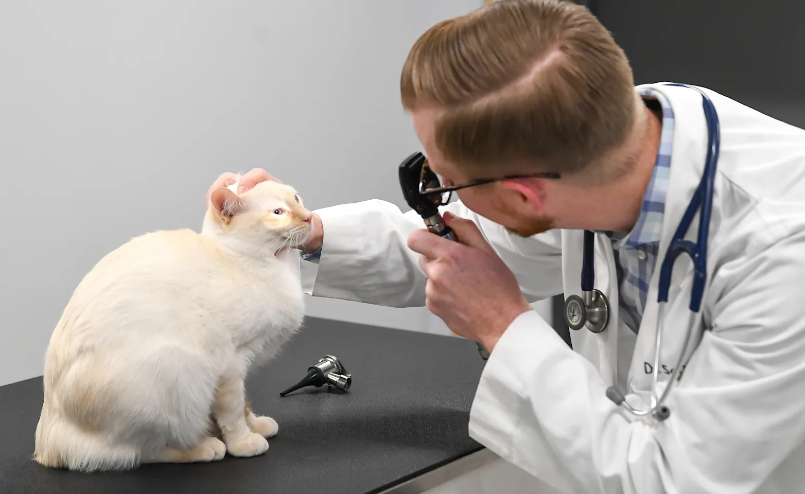 Vet examining a cat's eye Vet examining a cat's eye