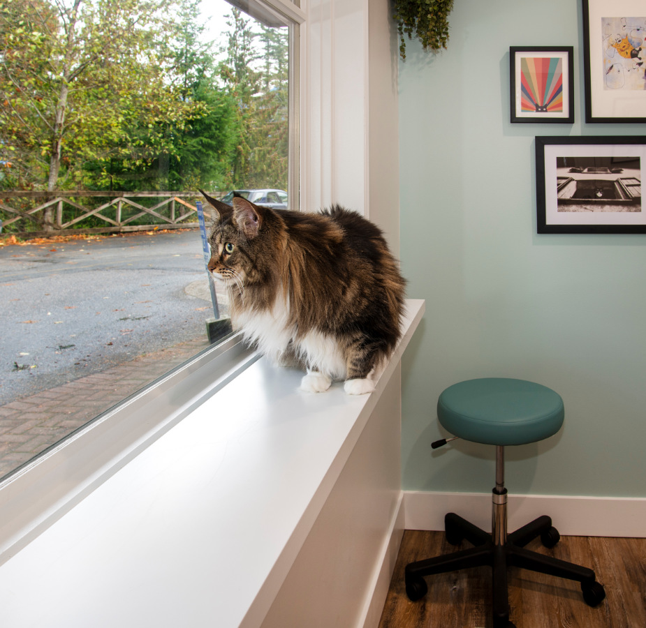 Cat sitting in window in exam room