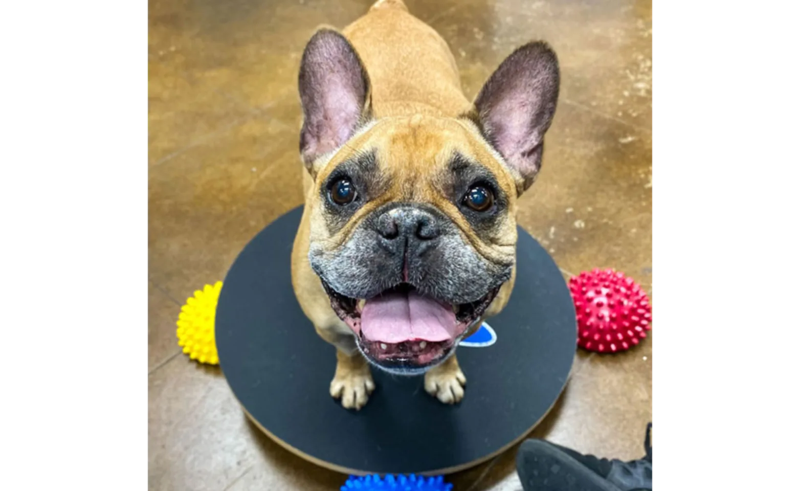 A Small Brown Dog in Rehab at Dripping Springs Animal Hospital A Small Brown Dog in Rehab at Dripping Springs Animal Hospital