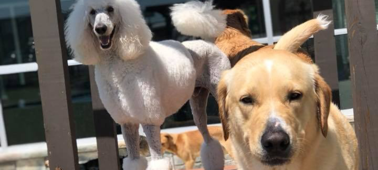 Dogs smiling at camera