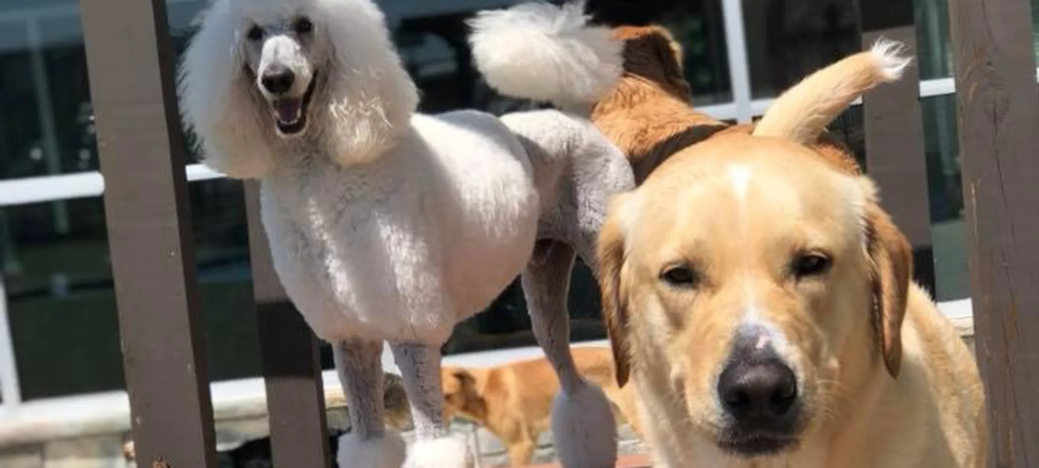 Dogs smiling at camera Dogs smiling at camera