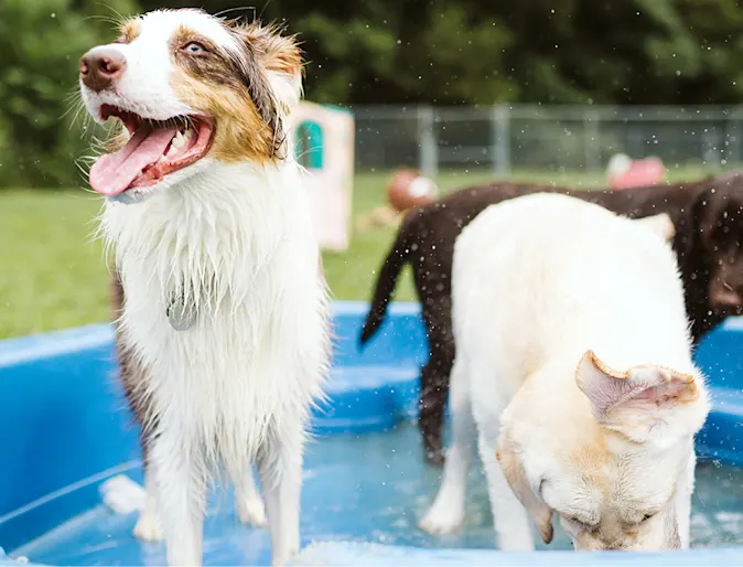 Dogs in pool Dogs in pool
