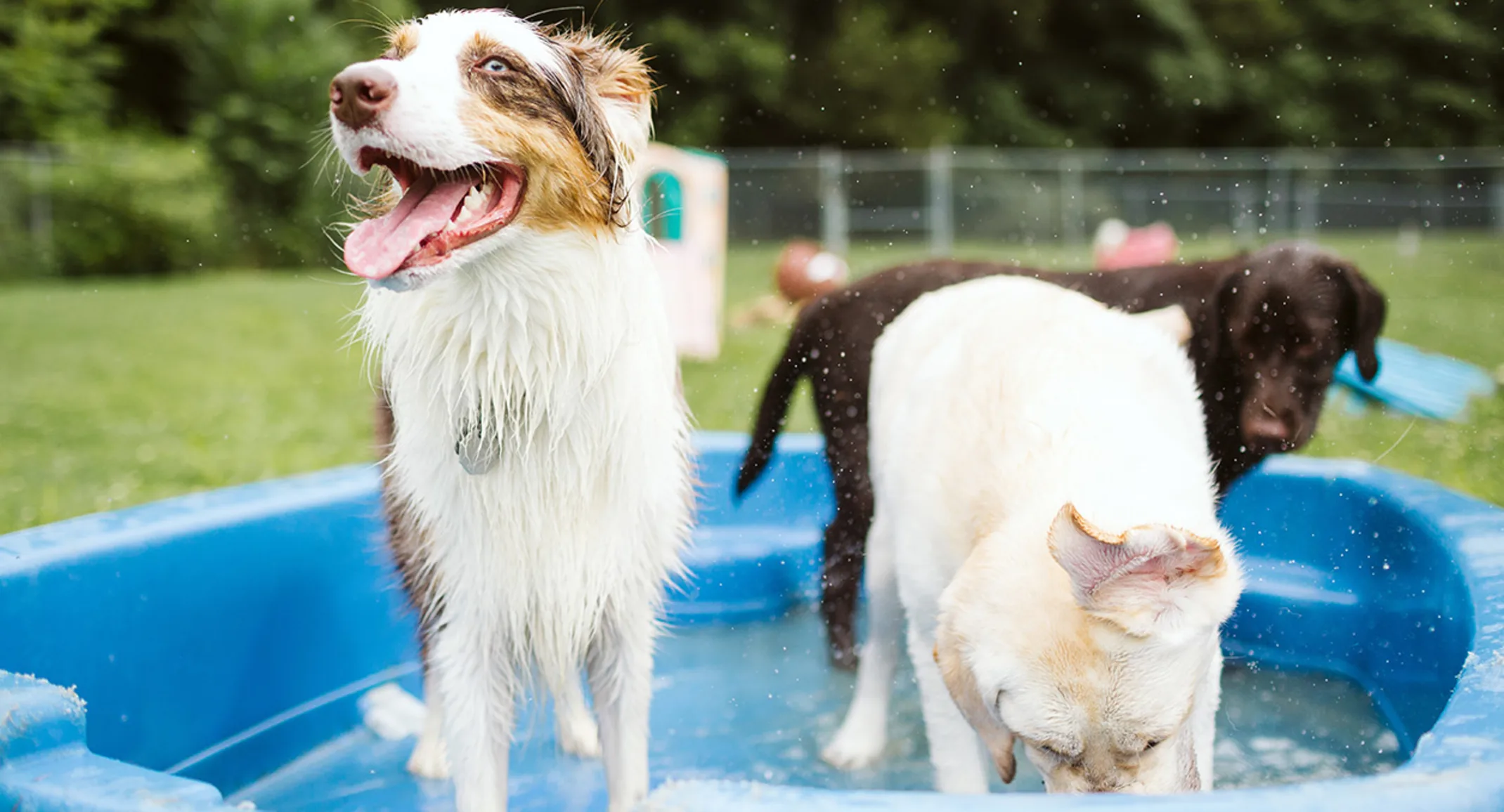 Dogs in pool Dogs in pool