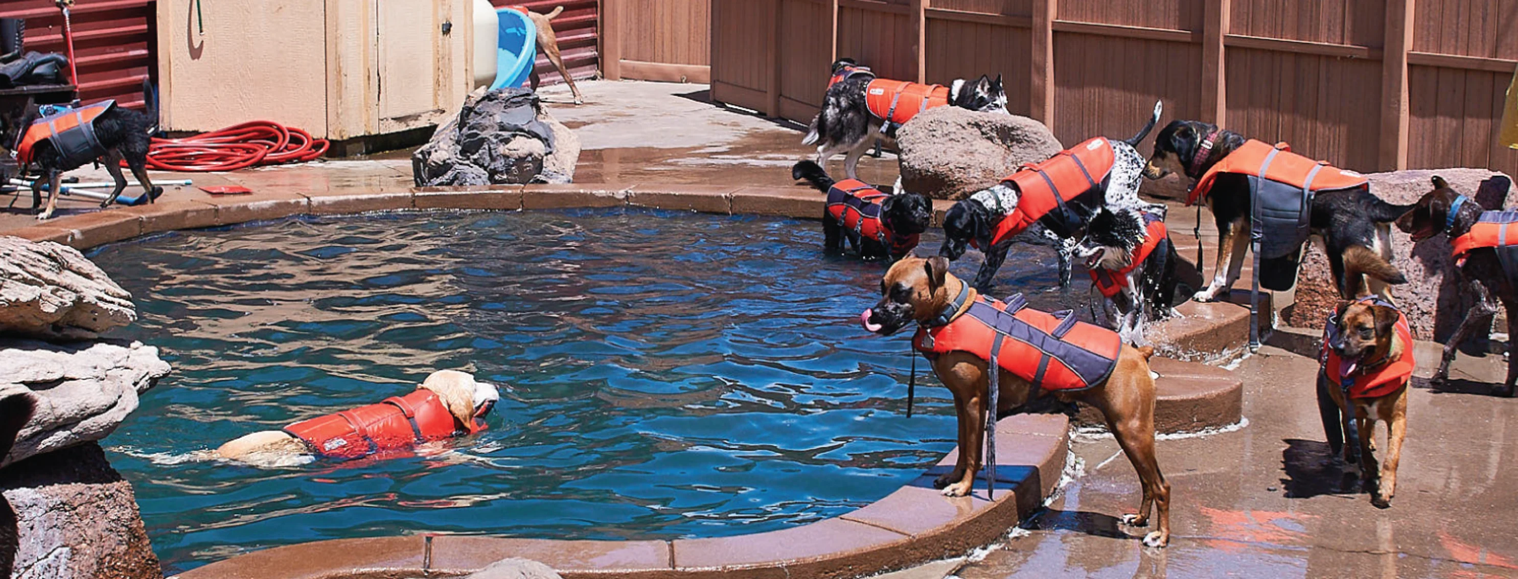 Dogs in pool area at Denver City Bark