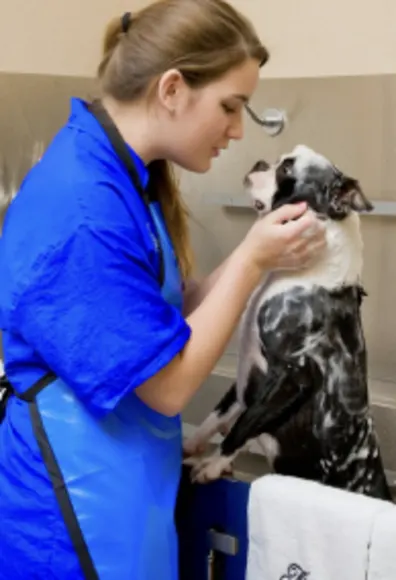 Dog being groomed Dog being groomed