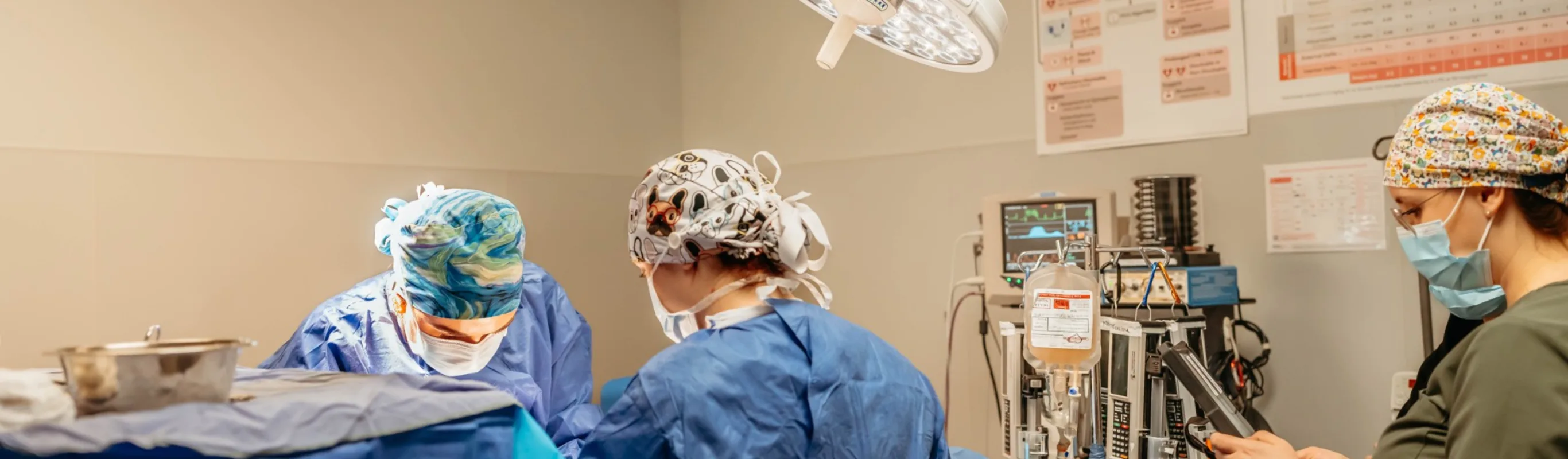 Veterinarians performing on a patient. Veterinarians performing on a patient.