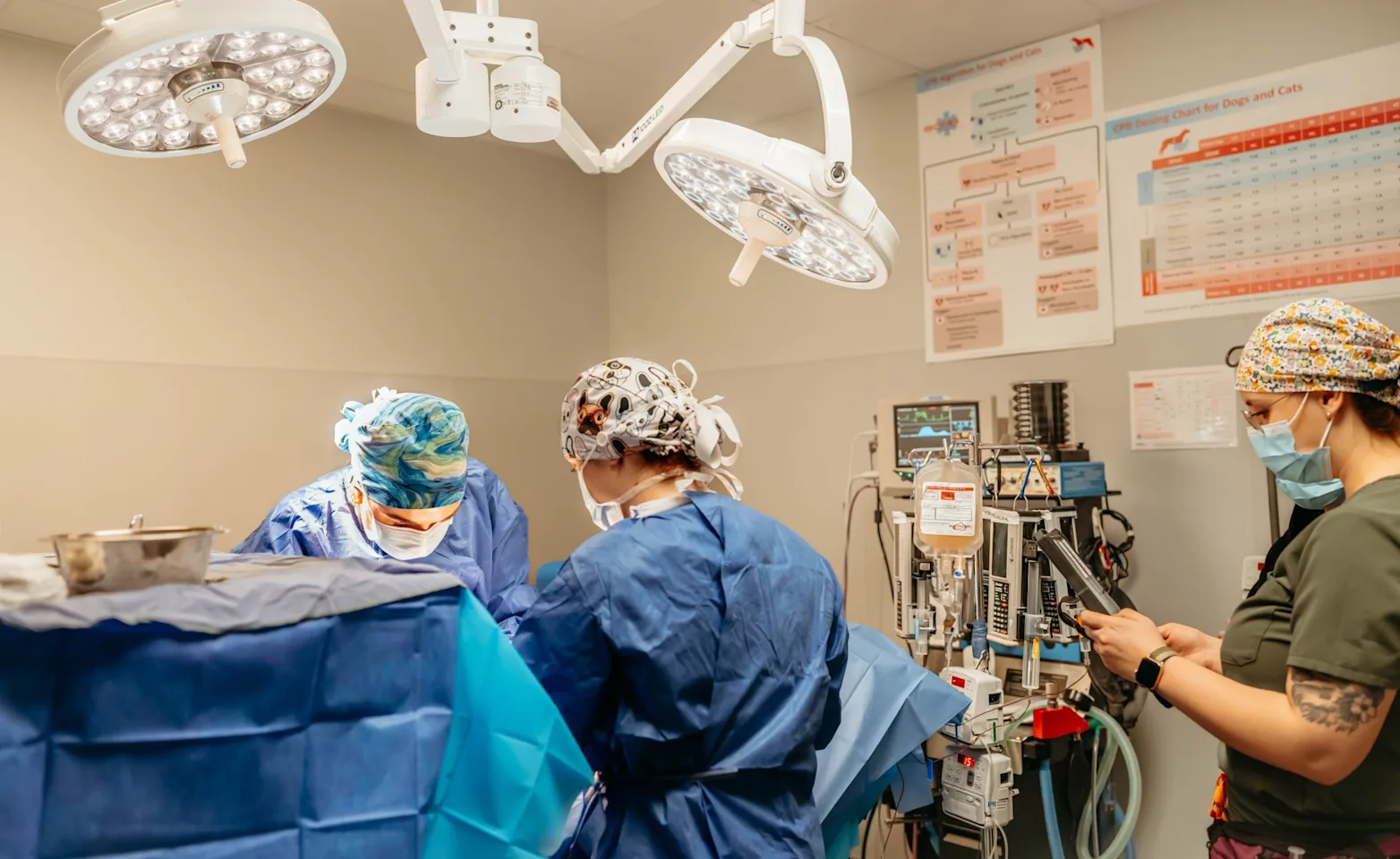 Veterinarians performing on a patient. Veterinarians performing on a patient.