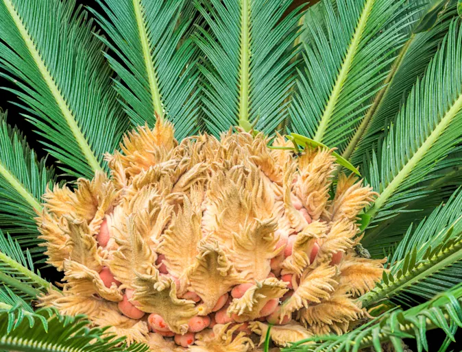 Sago Palm Sago Palm