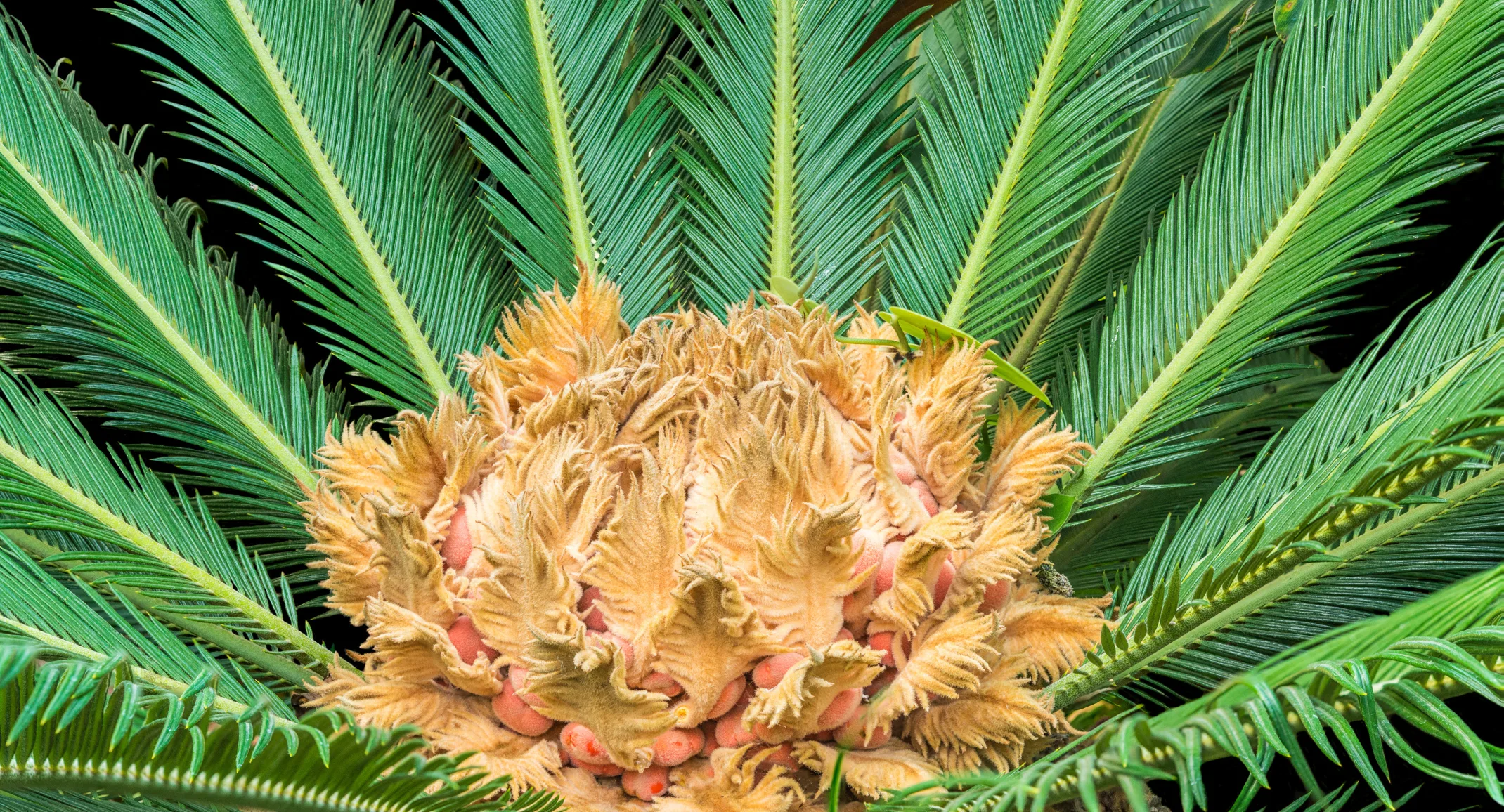 Sago Palm Sago Palm
