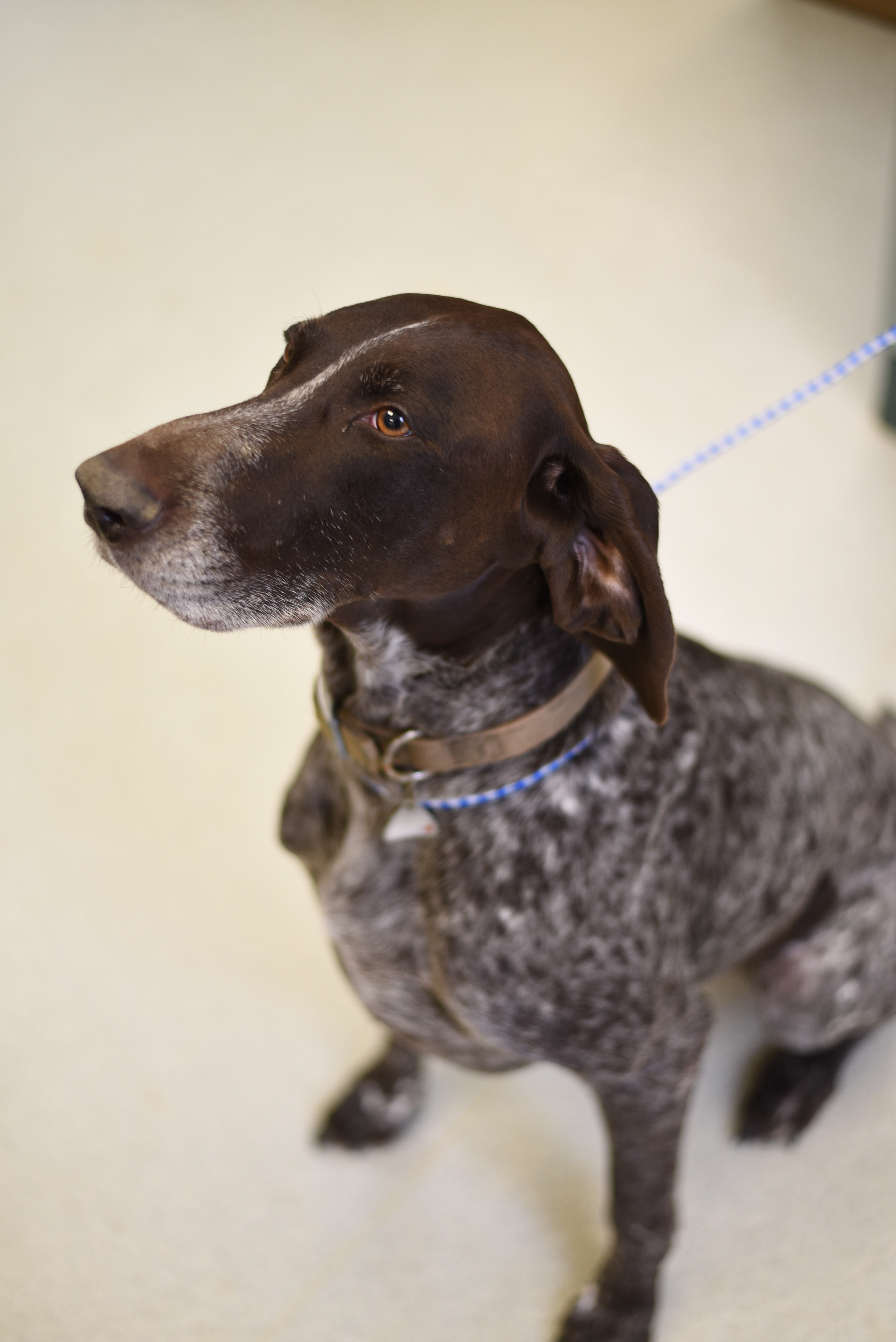 Dog sitting and waiting