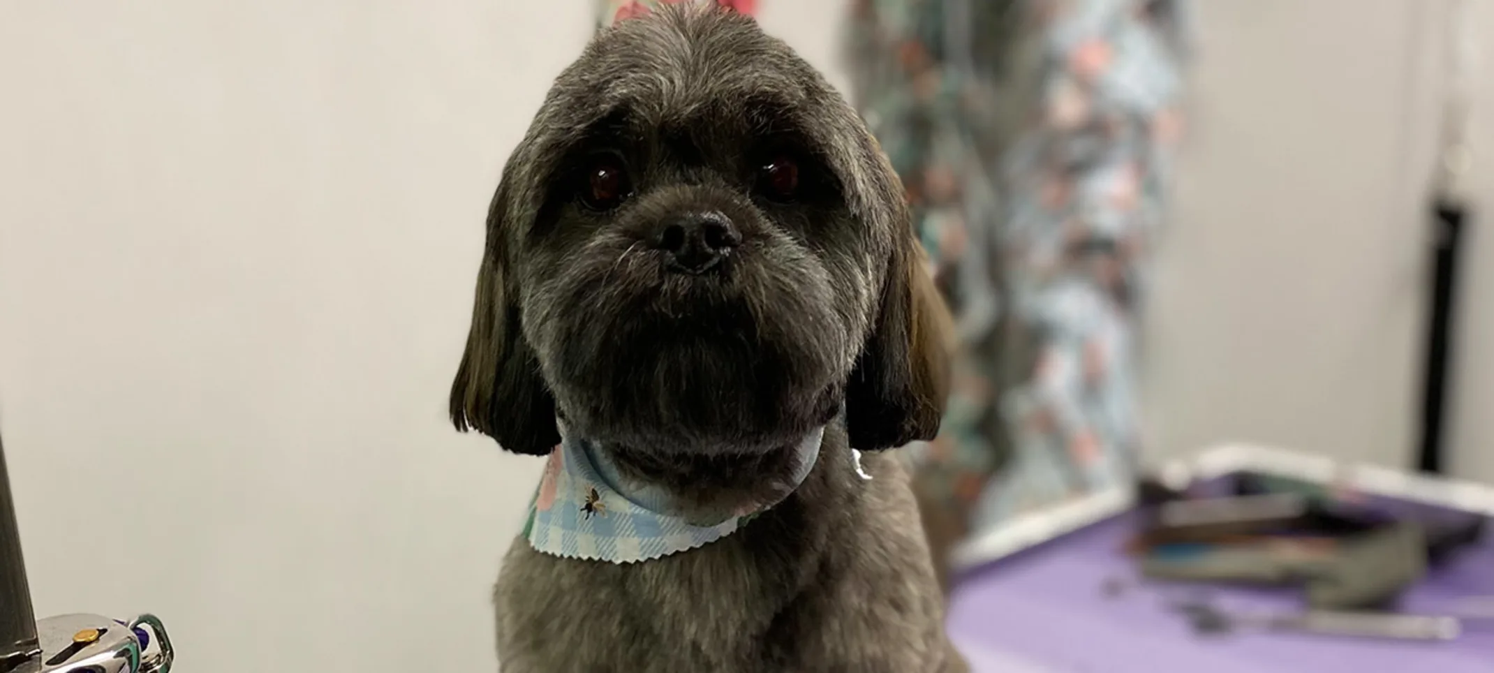 Small black dog sitting on a grooming table Small black dog sitting on a grooming table