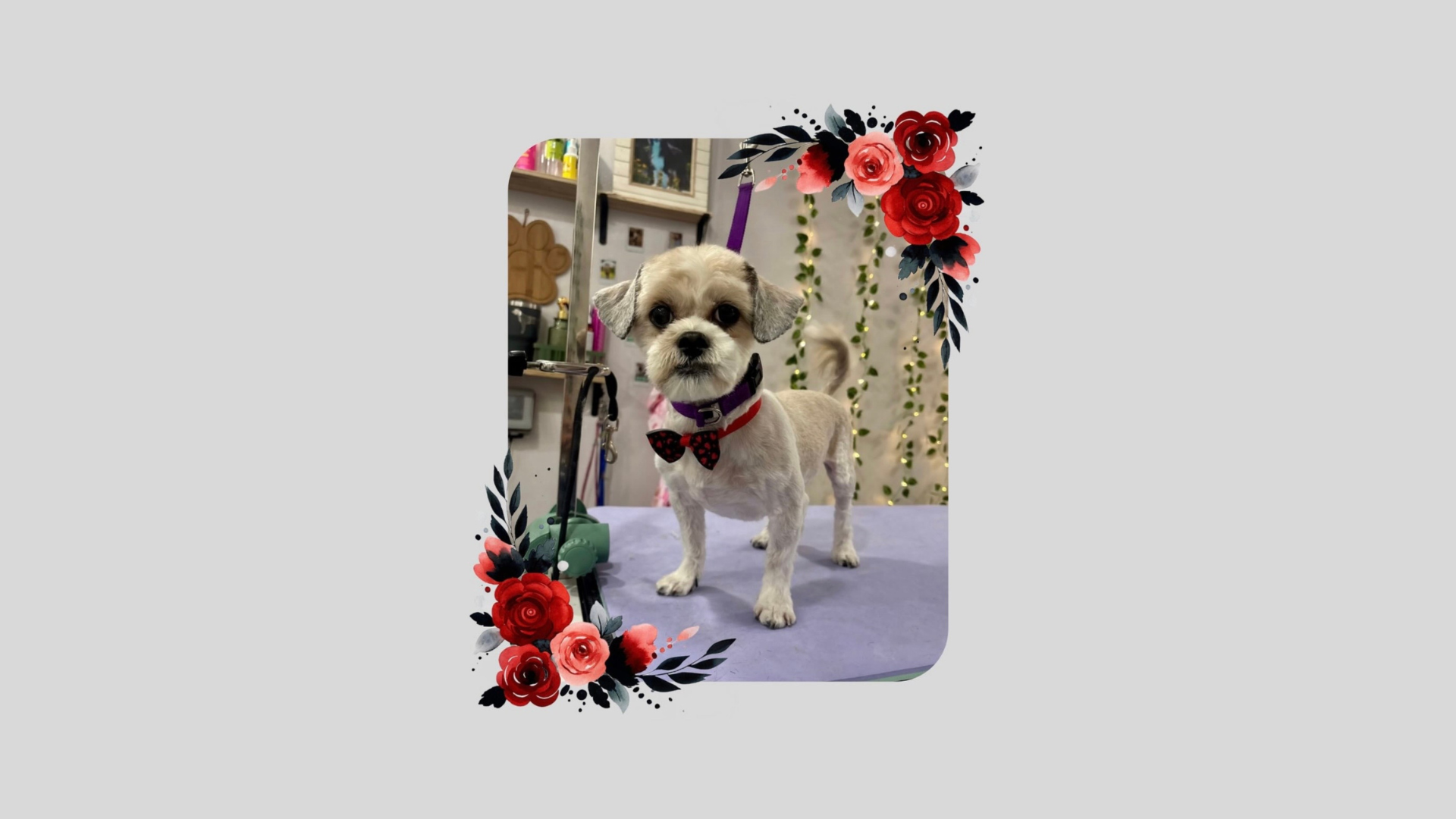 Small white dog with a red/black bow tie on a grooming table