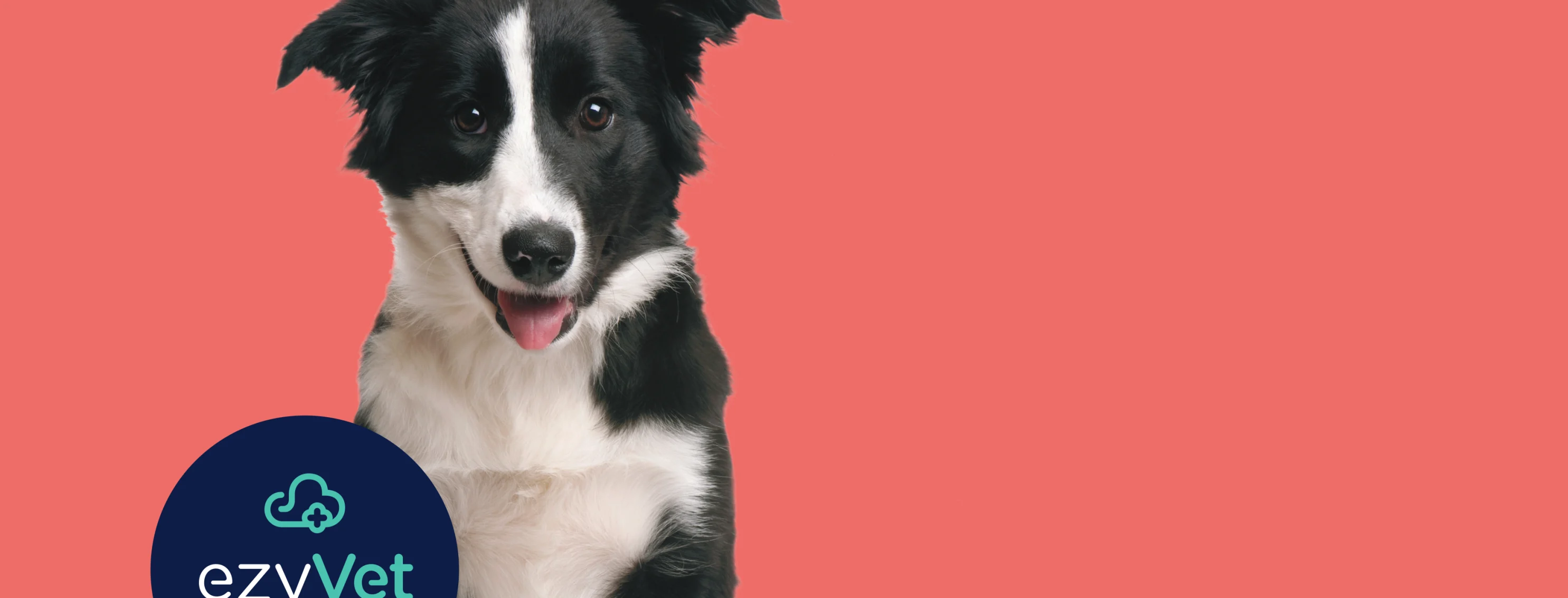 Dog over a salmon colored background