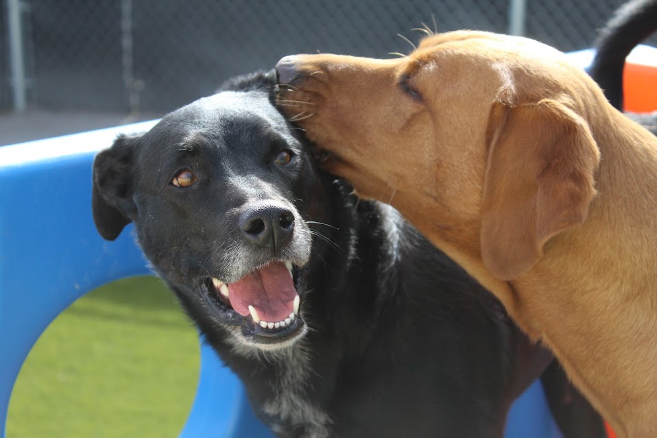Two Dogs Playing at Daycare Area at Sunrise Pet Lodge