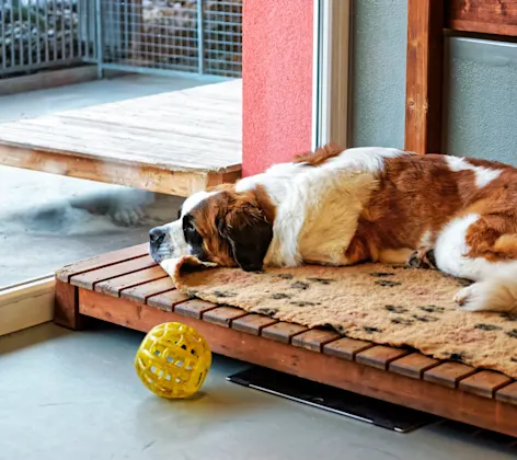 Dog laying down Dog laying down