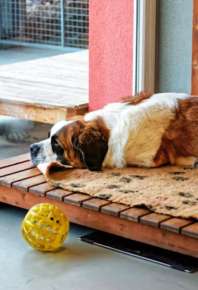 Dog laying down Dog laying down