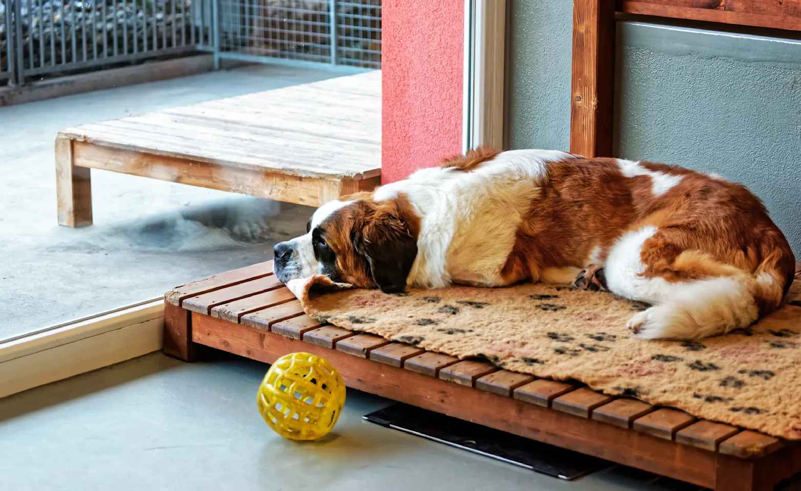 Dog laying down