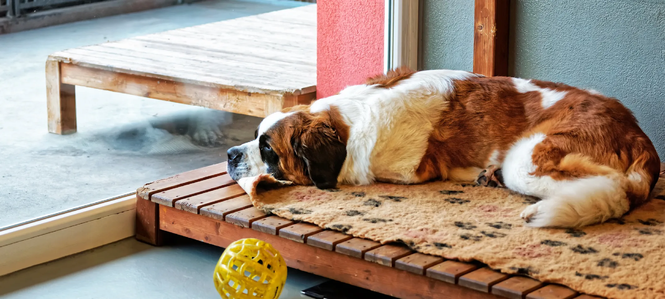 Dog laying down