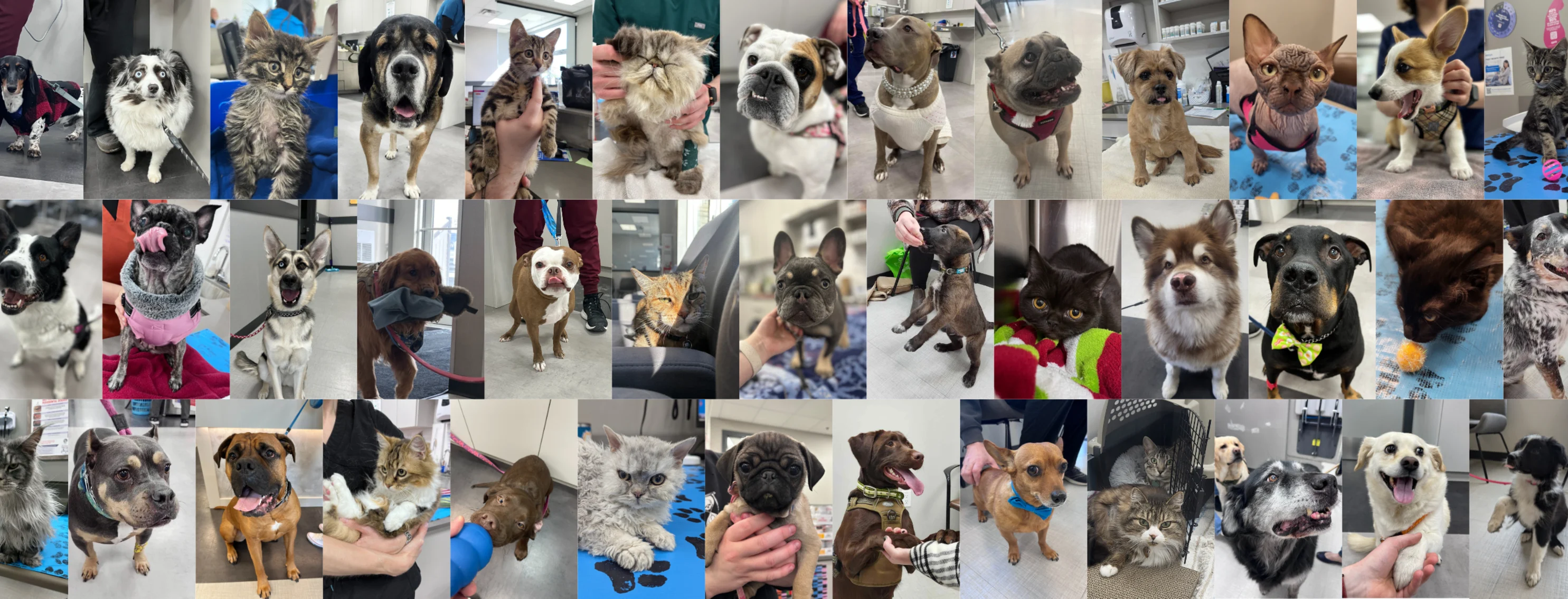 Collection of dogs and cats that have visited the hospital Collection of dogs and cats that have visited the hospital