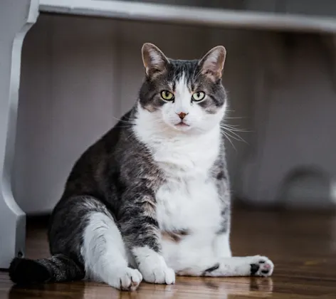 A plump cat sitting on its haunches A plump cat sitting on its haunches