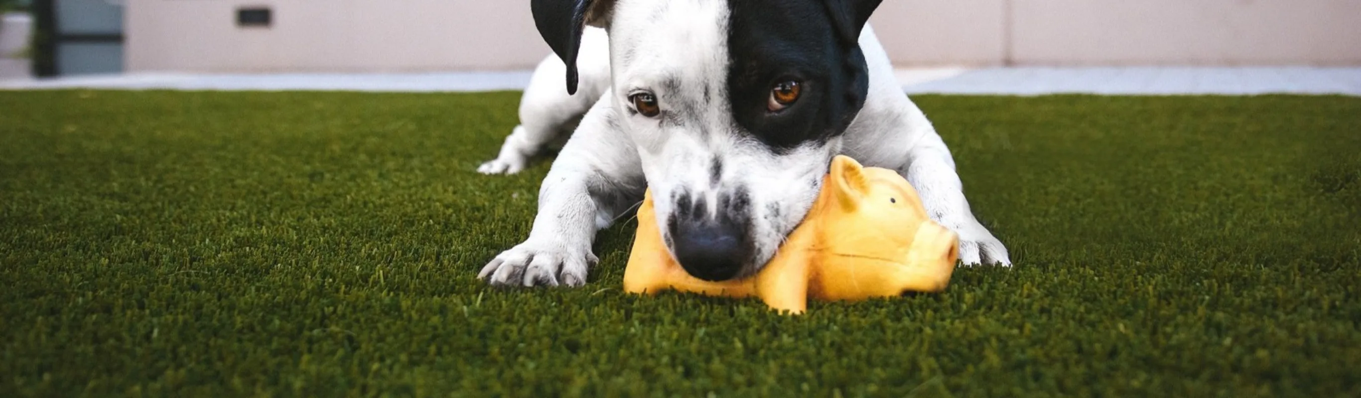 Dog playing with toy