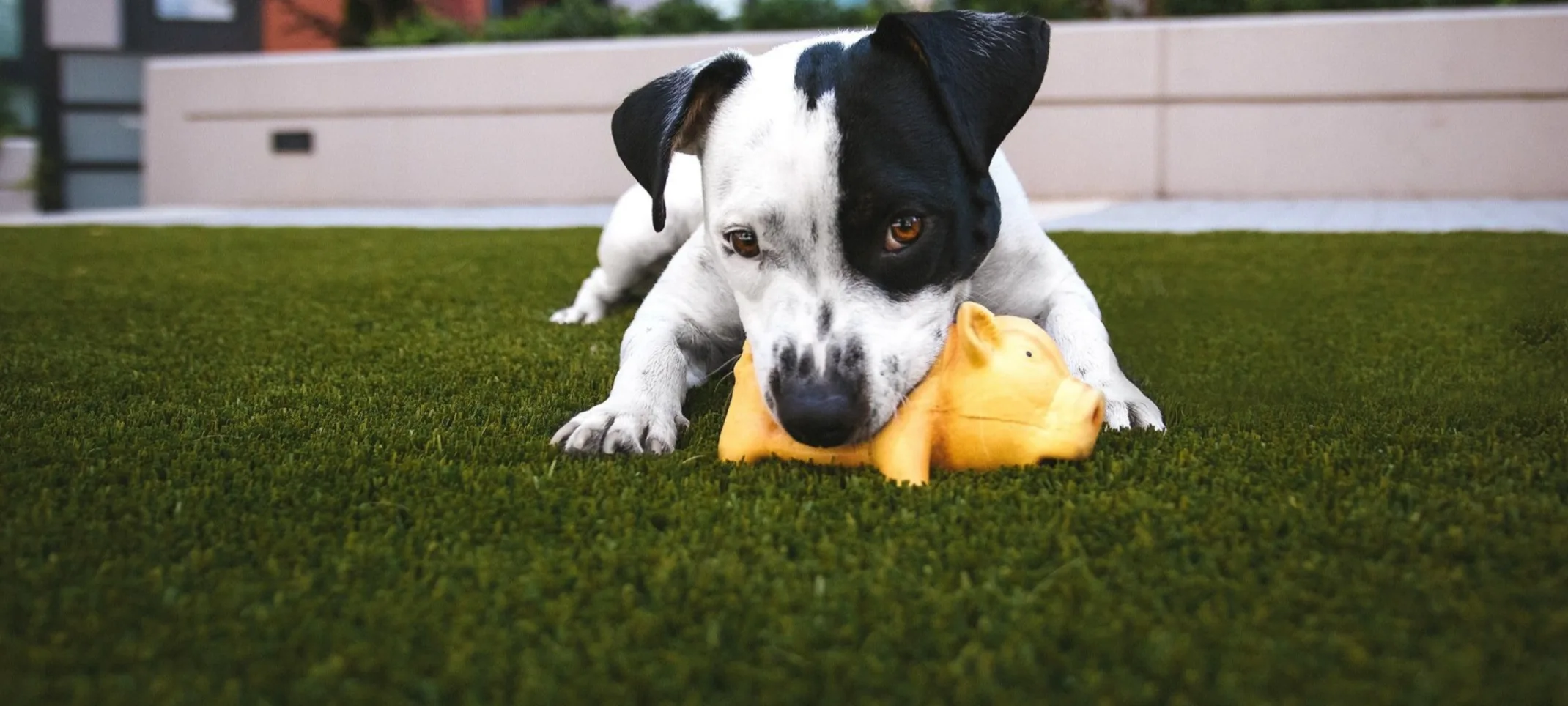 Dog playing with toy