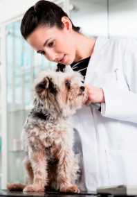 Veterinarian Examining a Small Dog