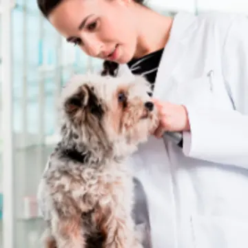 Veterinarian Examining a Small Dog Veterinarian Examining a Small Dog