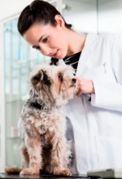Veterinarian Examining a Small Dog