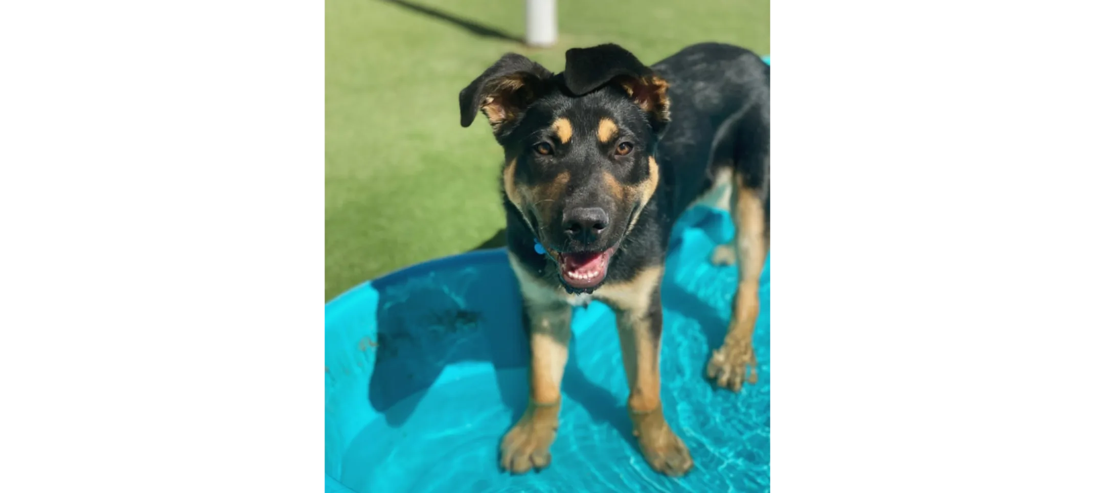 Black and Brown Dog Standing in Small Kiddie Pool Black and Brown Dog Standing in Small Kiddie Pool