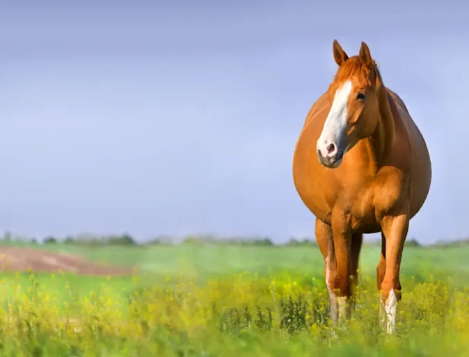 Pregnant Horse Pregnant Horse